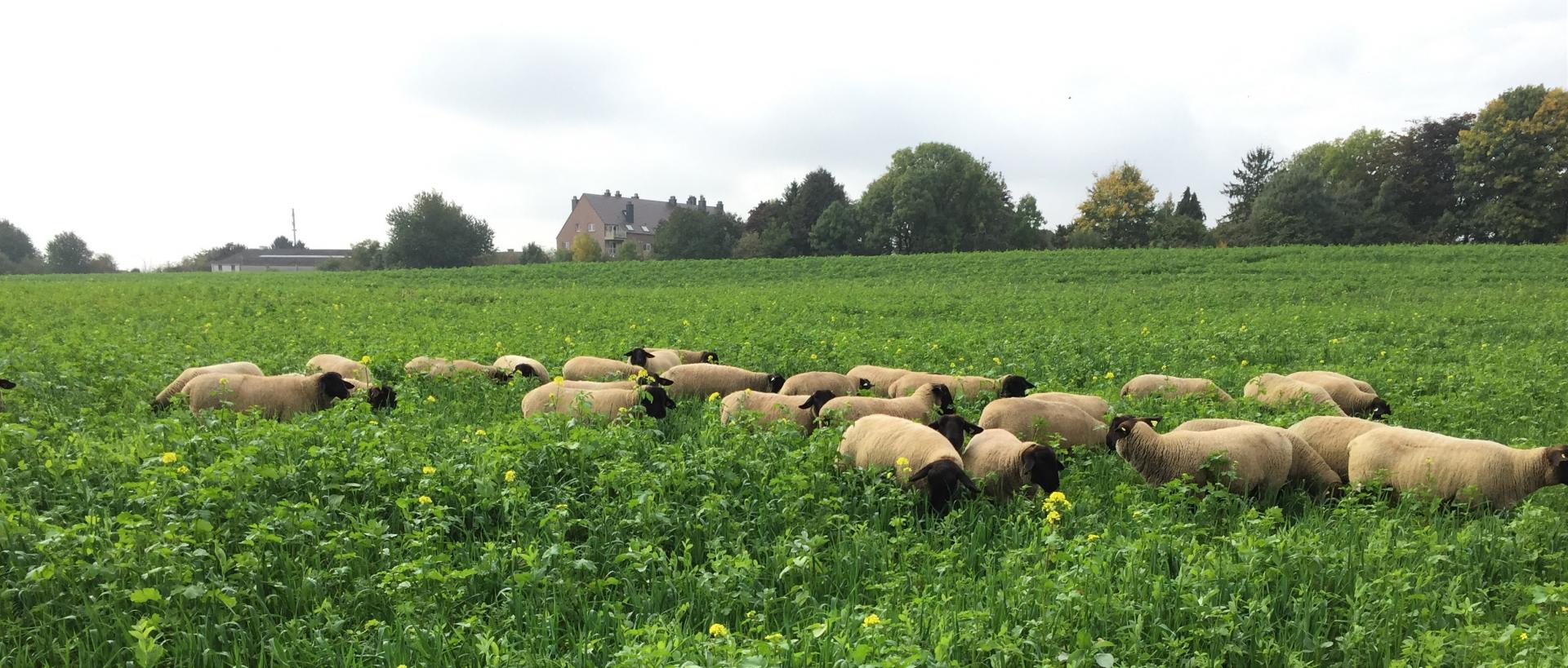 Mouton 1
