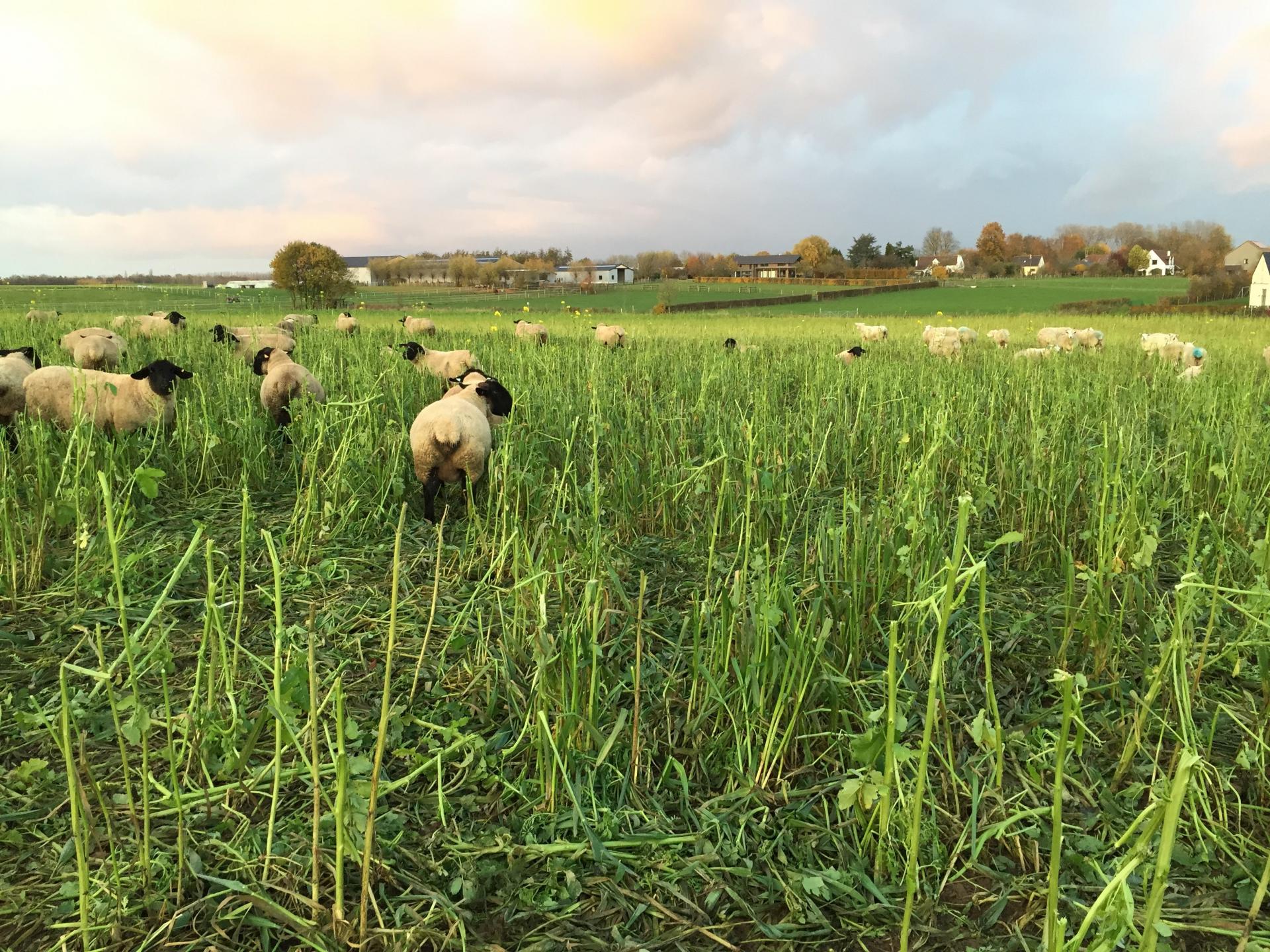 Mouton 3 1