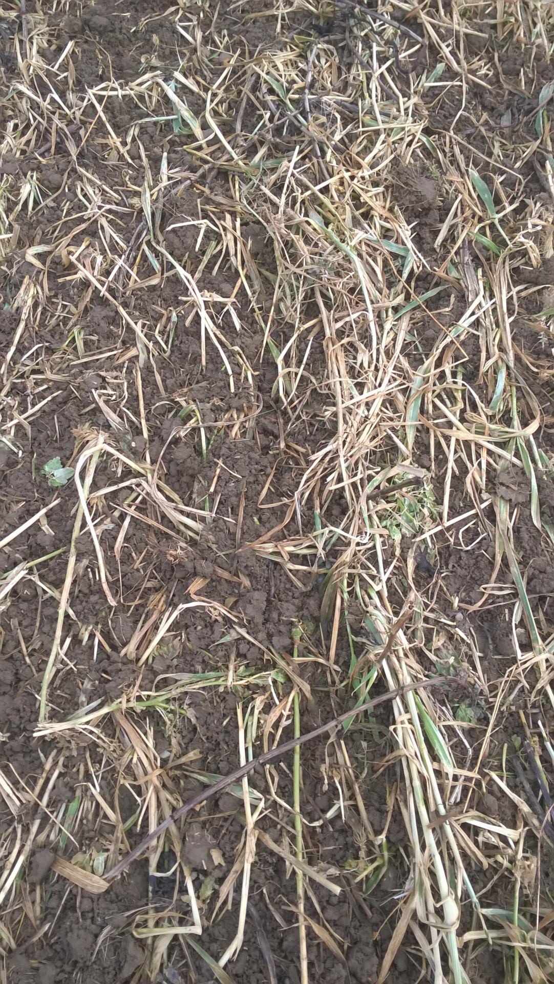 Mulchage vertical 2